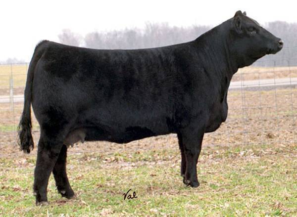 SIMMENTAL DONORS - Janssen Farms - City, Gilmore - IA Simmentals